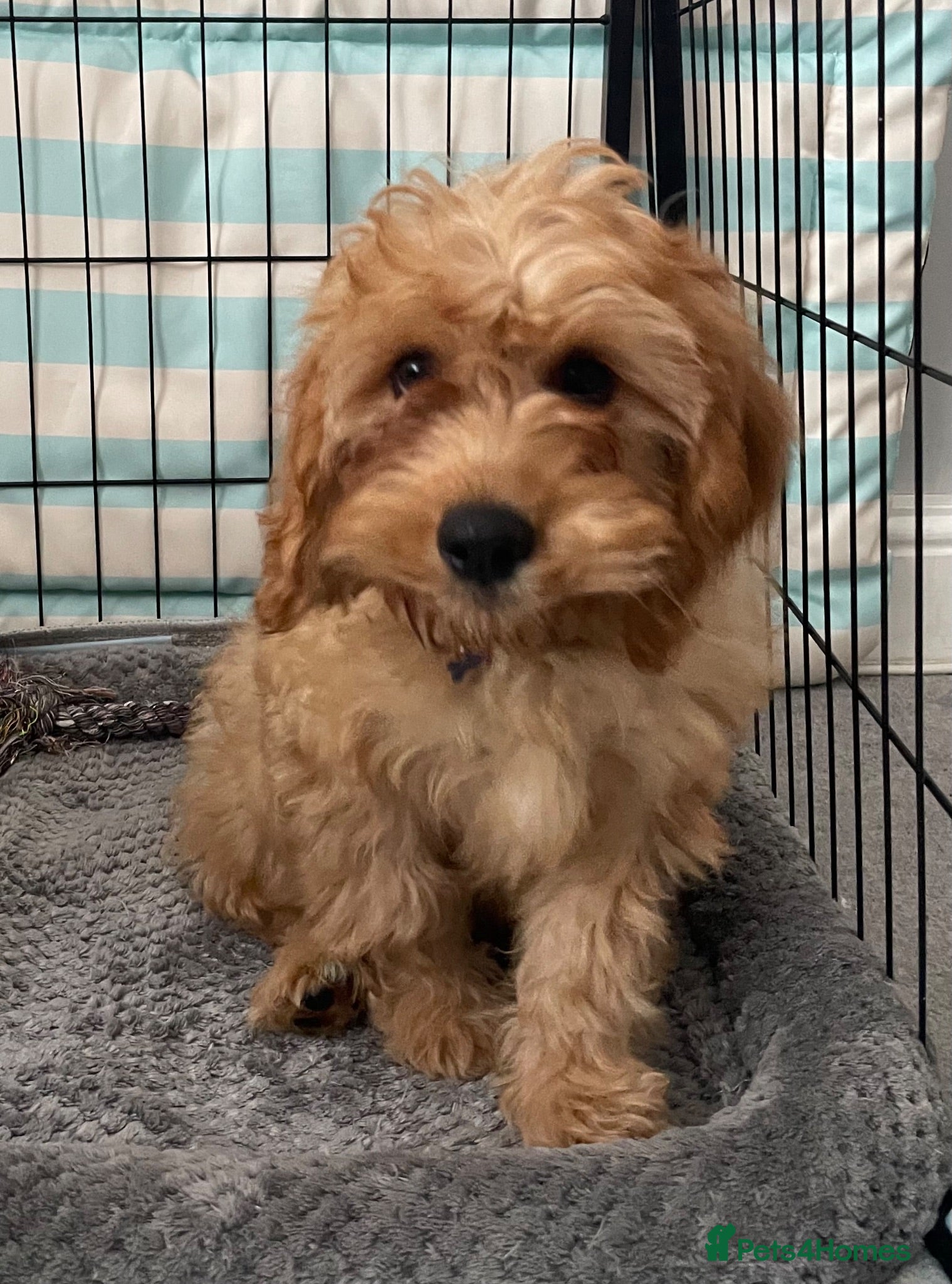 Cavapoo dogs ADORABLE CAVAPOO PUPPIES  - Advert 7