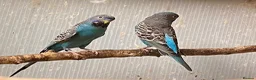 Budgerigars birds for sale: Pair of Black Face Budgies  - Advert 2