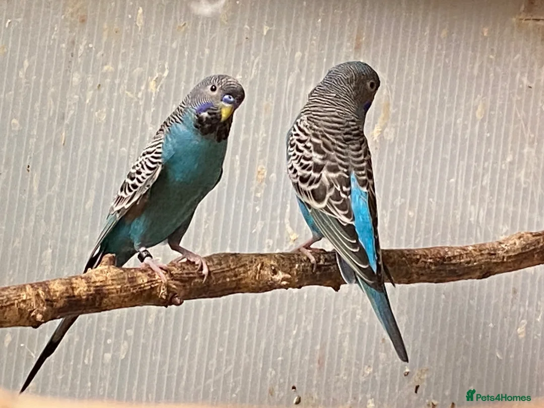 Budgerigars birds for sale: Pair of Black Face Budgies  - Advert 2