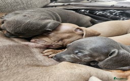 Miniature Dachshund dogs for sale: Friendly& Family -Oriented - Image 15