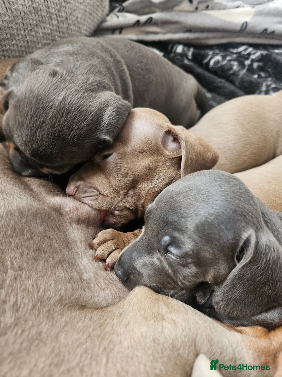 Miniature Dachshund dogs for sale: Friendly& Family -Oriented - Image 15