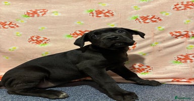 Cane Corso dogs - Advert 2