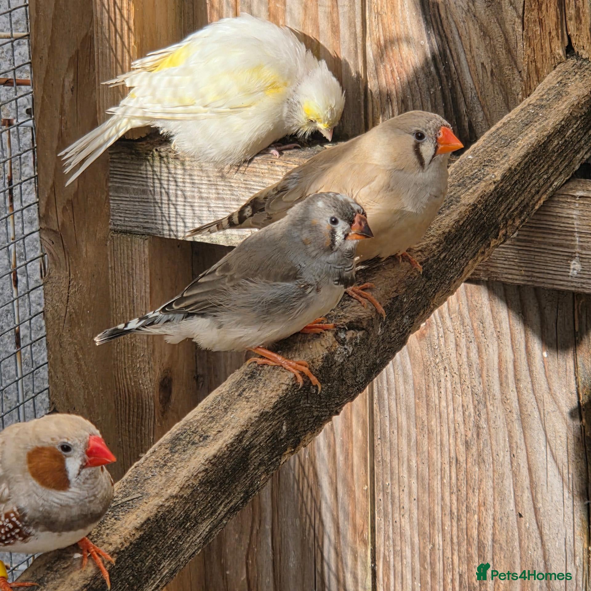 Finches birds for sale: Zebra / budgies available  - Advert 6