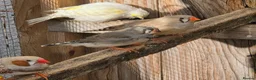 Finches birds for sale: Zebra / budgies available  in Swadlincote - Advert 1
