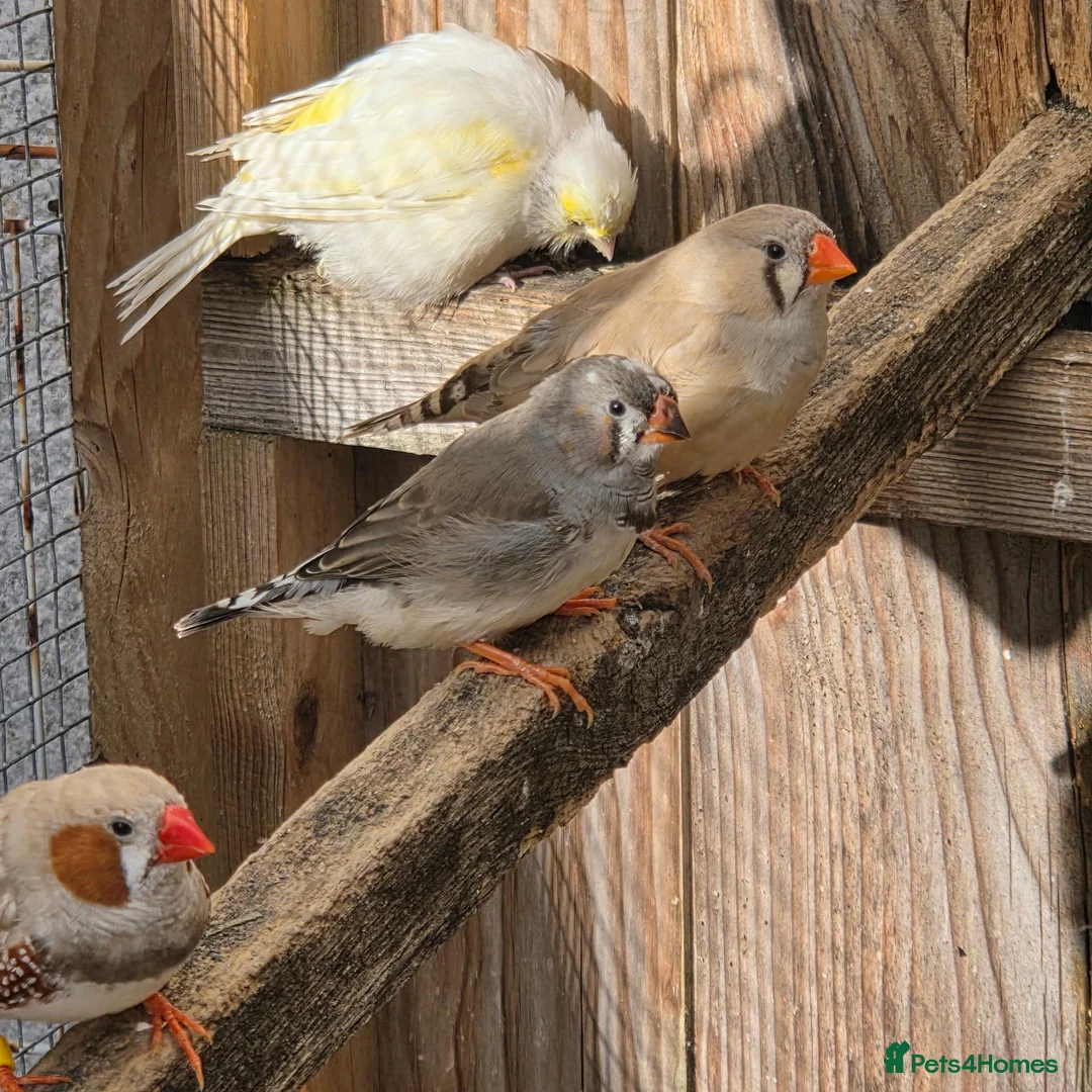 Finches birds for sale: Zebra / budgies available  in Swadlincote - Advert 1