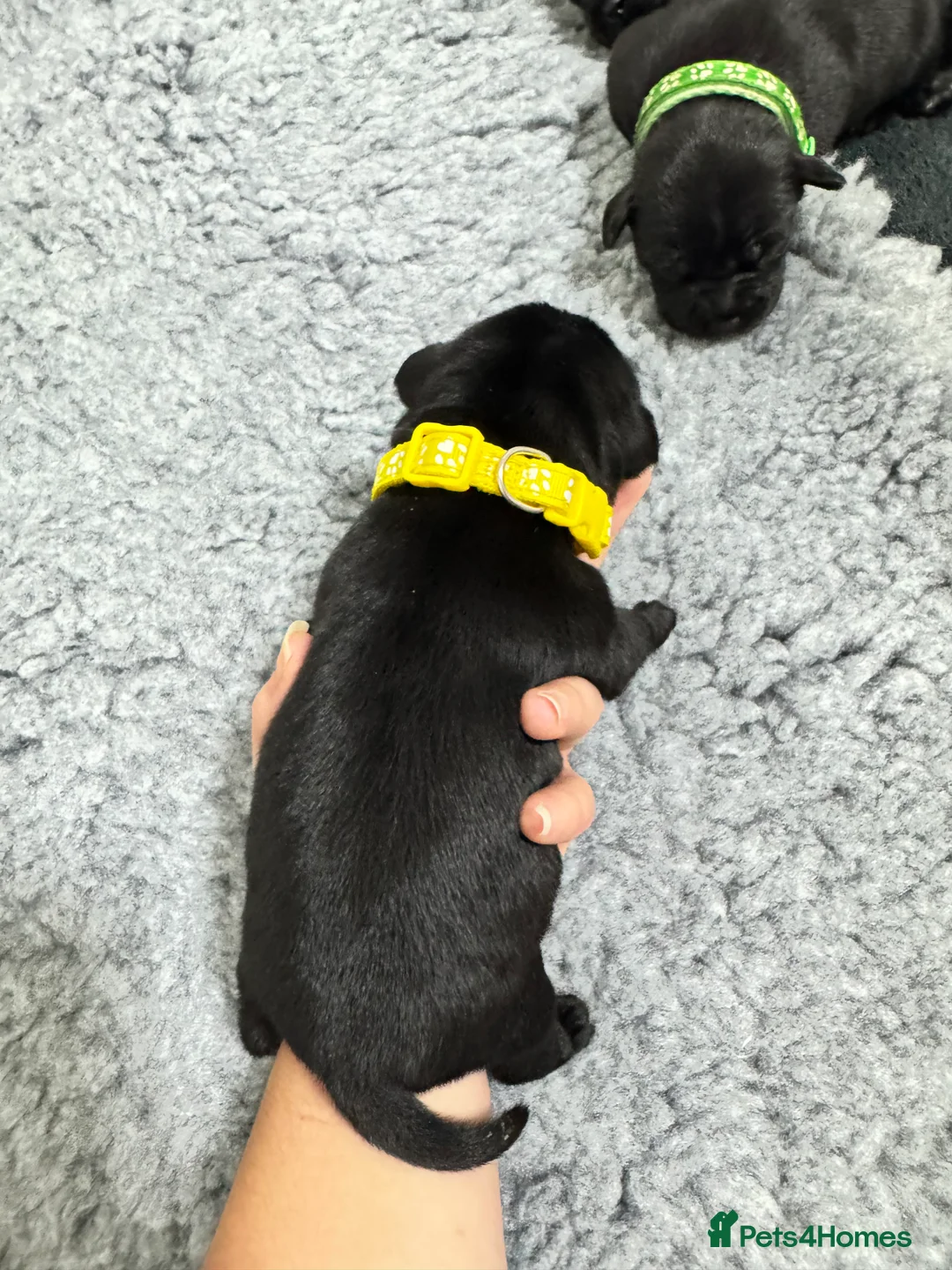 Staffordshire Bull Terrier dogs for sale: KC Staffordshire bull terrier pups for sale  - Advert 2