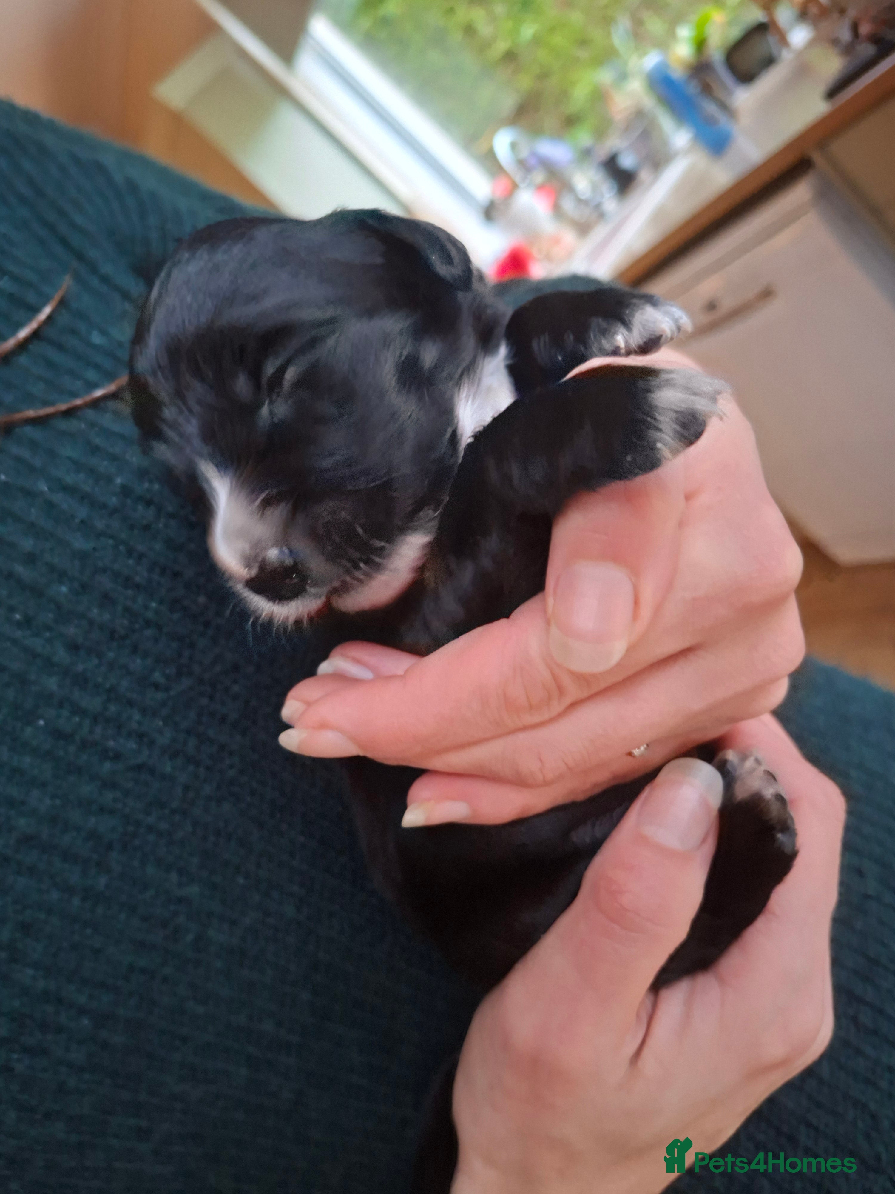 Mixed Breed dogs Beautiful Puppies. Girls & Boys. Spaniel x Collie - Advert 10