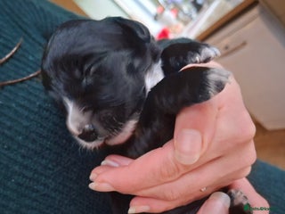 Mixed Breed dogs Beautiful Puppies. Girls & Boys. Spaniel x Collie - Advert 10