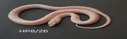 Corn Snake reptiles for sale: Palmetto and caramel palmetto corn snakes  - Advert 31
