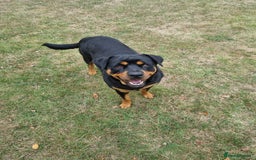 Rottweiler dogs for sale: Female rotweiller  - Image 8