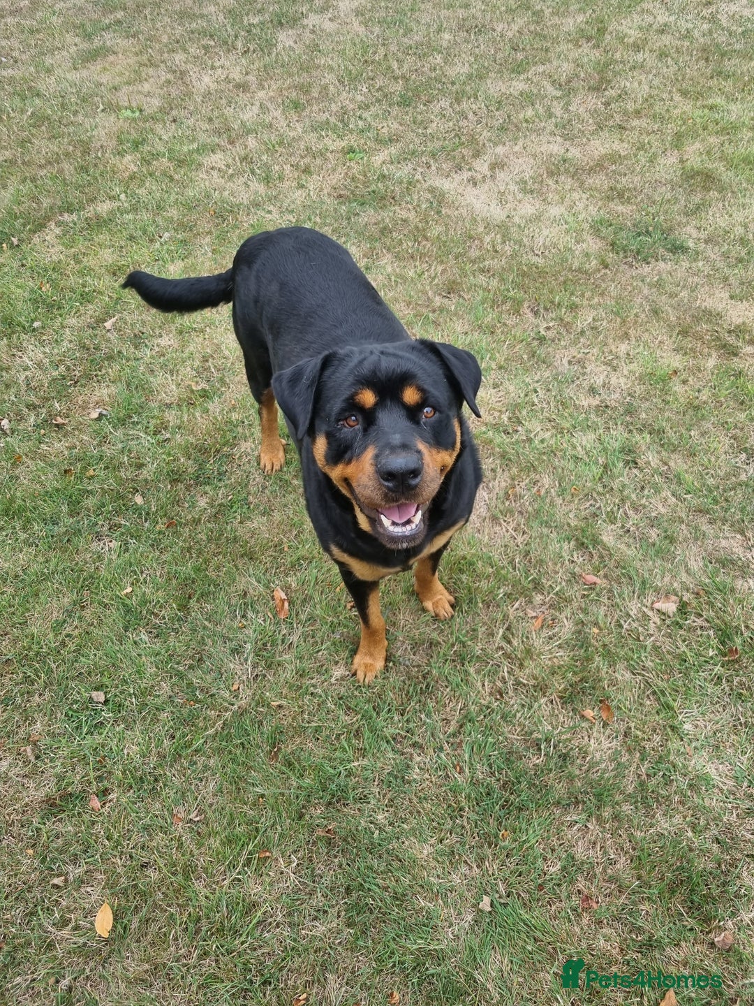 Rottweiler dogs for sale: Female rotweiller  - Image 8