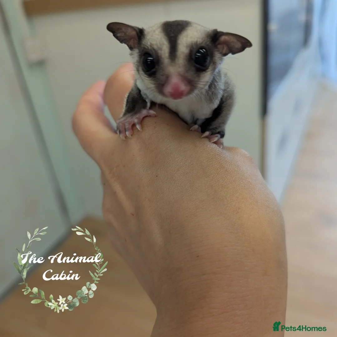 Sugar Glider rodents for sale: Baby boy sugar gliders. Very friendly and loving! - Advert 2