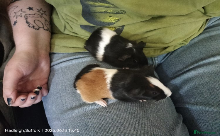 Guinea Pig rodents - Advert 9