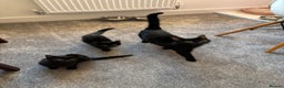 Mixed Breed cats for sale: Adorable Black Kittens – 3 Left! - Advert 7