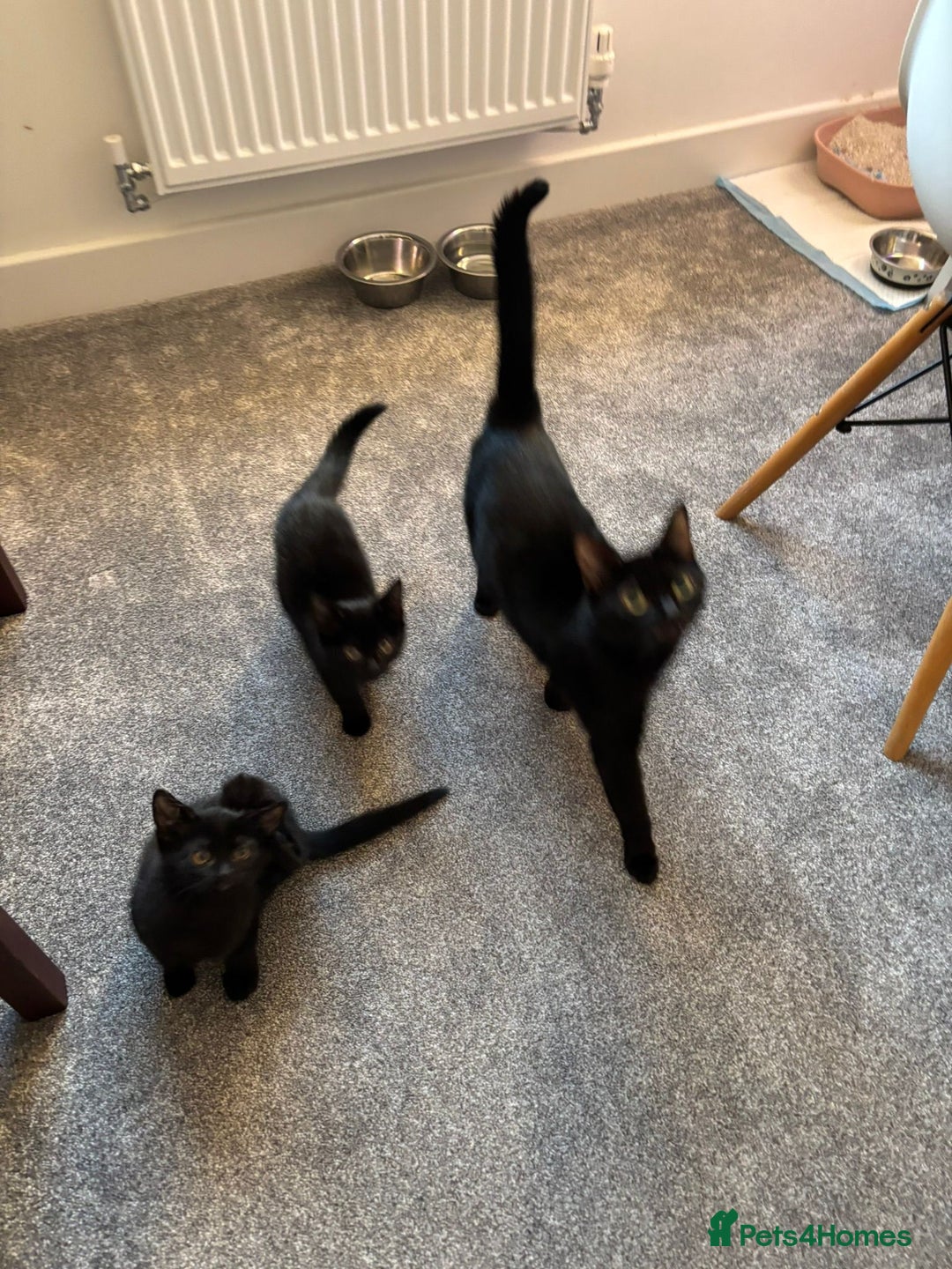 Mixed Breed cats for sale: Adorable Black Kittens – 3 Left! - Advert 7