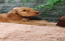 Cocker Spaniel dogs for sale: 🔥LAST TWO BOYS LEFT!🔥 KC SHOW COCKER SPANIEL  - Image 14