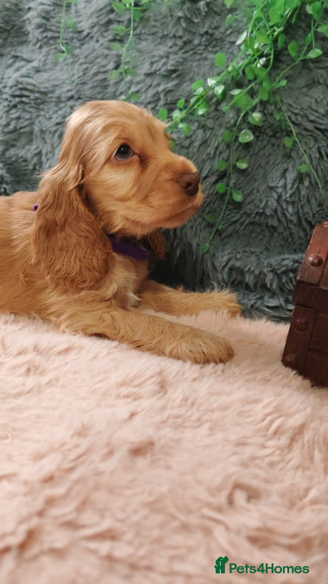 Cocker Spaniel dogs for sale: 🔥LAST TWO BOYS LEFT!🔥 KC SHOW COCKER SPANIEL  - Image 14