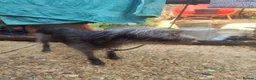Mixed Breed dogs for sale: Bedlington whippet puppies. in Winchester - Advert 4