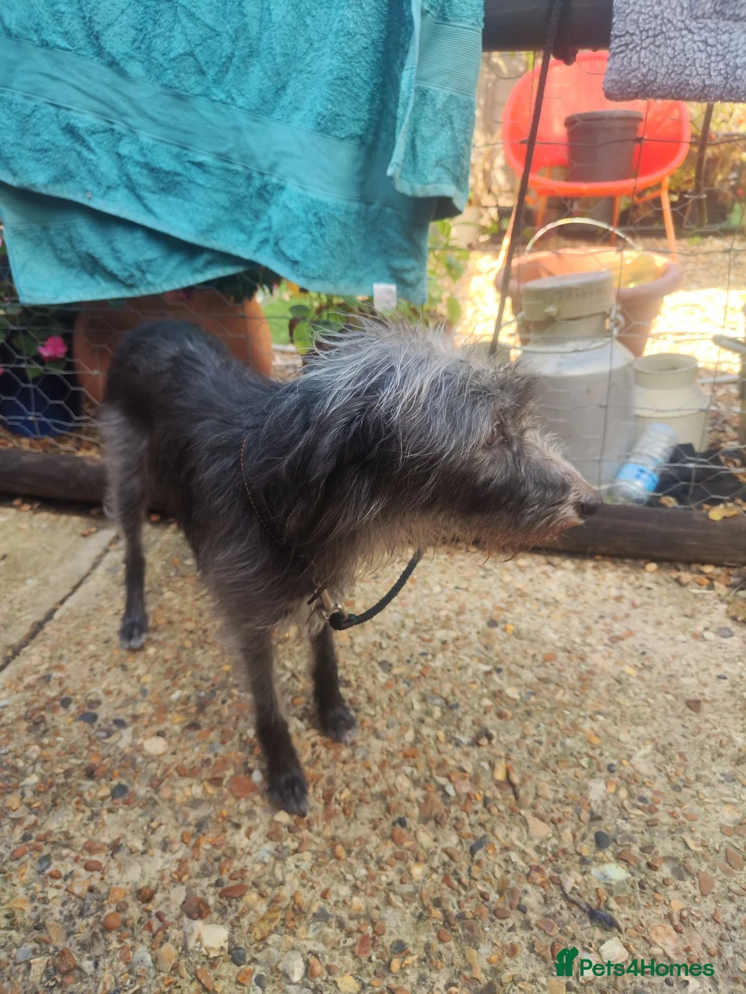 Mixed Breed dogs for sale: Bedlington whippet puppies. in Winchester - Advert 4
