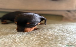 Miniature Dachshund dogs for sale: Beautiful Home Reared KC Reg Mini Daschunds - Image 6