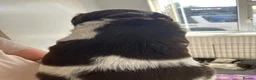 Sprocker dogs for sale: Sprockers for sale - Advert 4