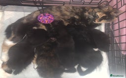 Mixed Breed cats for sale: 💚 3 male  💜 2 female  - Image 19