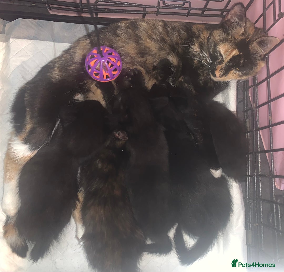 Mixed Breed cats for sale: 💚 3 male  💜 2 female  - Image 19
