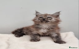Maine Coon cats for sale: Pedigree GCCF Maine Coon Kittens for sale  - Image 23