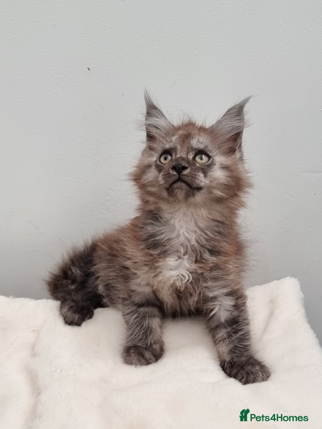 Maine Coon cats for sale: Pedigree GCCF Maine Coon Kittens for sale  - Image 23