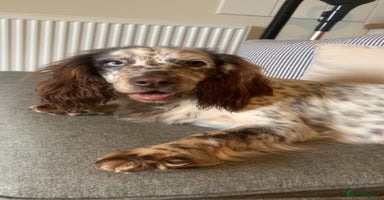 Cocker Spaniel dogs - Advert 9