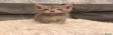 Maine Coon 8