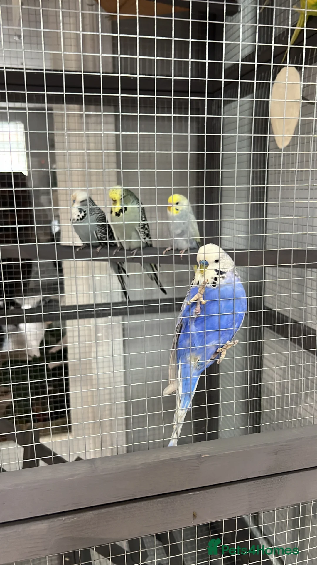 Gallery Image {{count}}