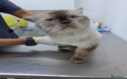 Mixed Breed cats for adoption: RAG- RAGDOLL BOY NEUTERED  - Image 2
