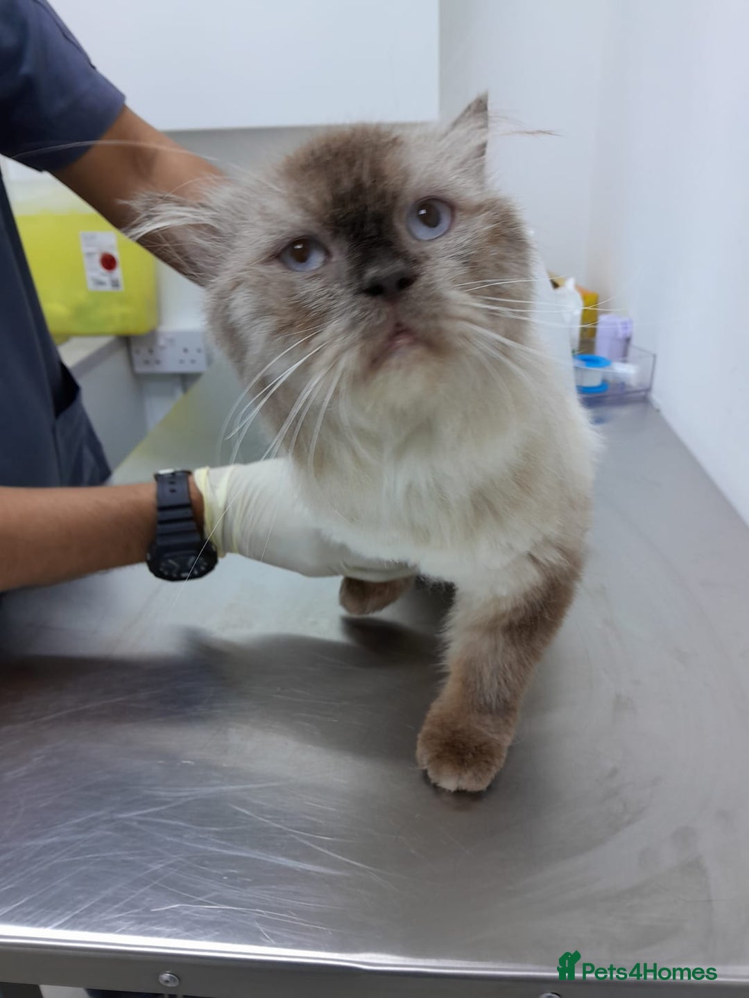 Mixed Breed cats for adoption: RAG- RAGDOLL BOY NEUTERED  - Image 2