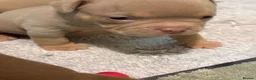 American Bully dogs for sale: Lucci vs Gr CH McLovin pups  - Advert 15