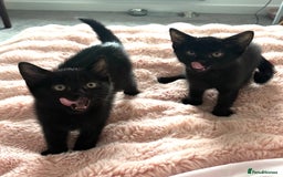 Domestic Shorthair cats for sale: Beautiful Black Kittens Ready for Loving Homes 🐾 - Image 4