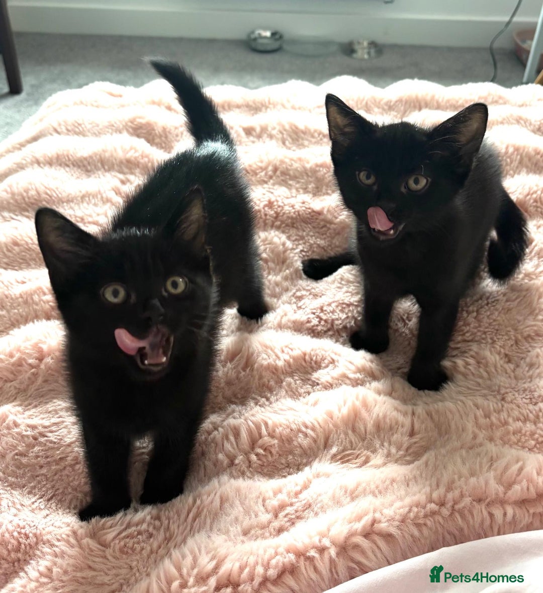 Domestic Shorthair cats for sale: Beautiful Black Kittens Ready for Loving Homes 🐾 - Image 4