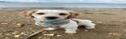 Cavapoo dogs for sale: Archie  in Poole - Advert 11