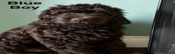 Newfypoo dogs for sale: 8 Beautiful F1 Newfypoo Puppies  - Advert 13
