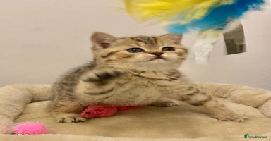 British Shorthair cats 🧸EXCEPTIONAL QUALITY PURE BREED BSH TEDDY BEARS🧸 - Advert 14