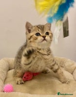 British Shorthair cats 🧸EXCEPTIONAL QUALITY PURE BREED BSH TEDDY BEARS🧸 - Advert 1