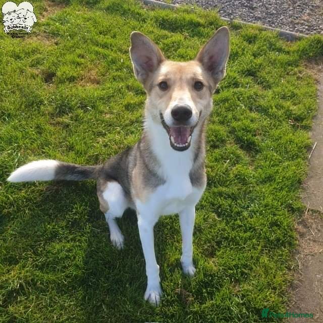 Mixed Breed dogs for adoption: Meet Greisho – the cuddly adventure‑lover in Auchterarder - Advert 14