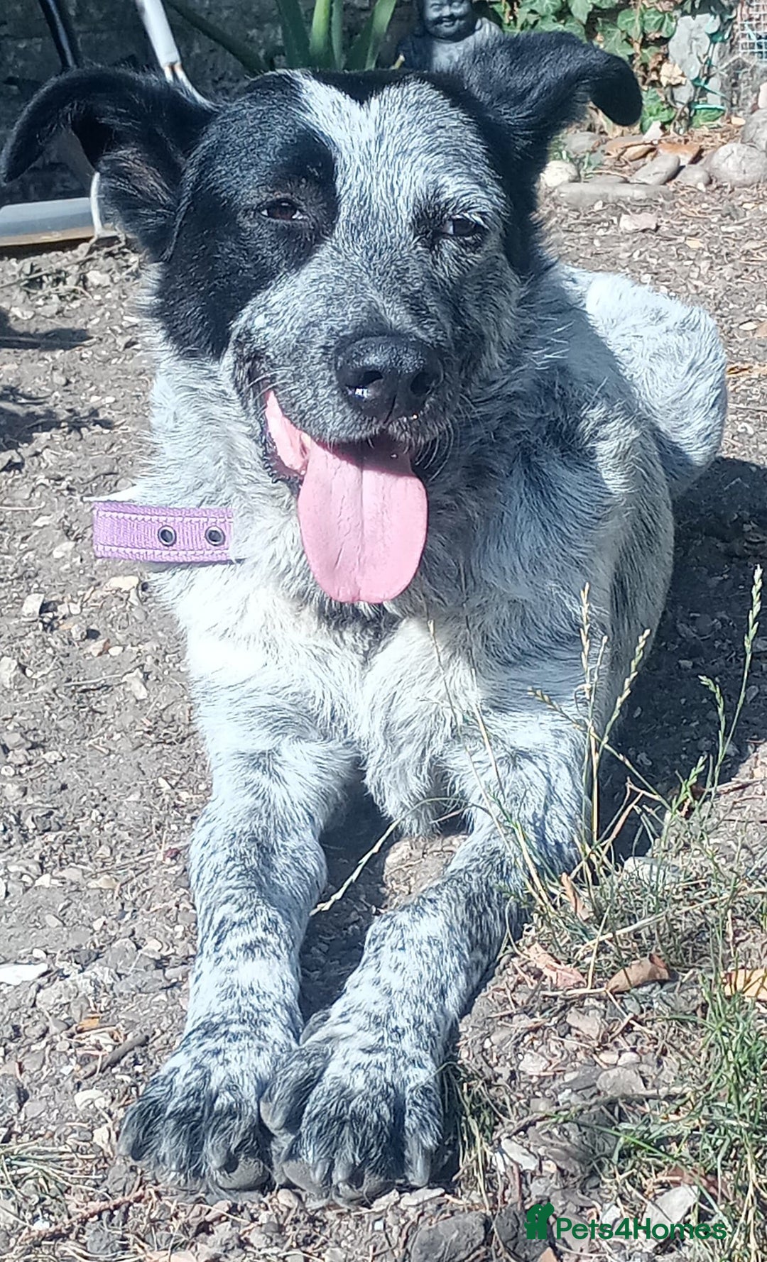 Mixed Breed dogs for adoption: 🎶 Good Golly, Miss Molly! 🎶 - Image 1