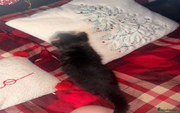 Mixed Breed cats for sale: Maine Coon cross tabby - Image 11