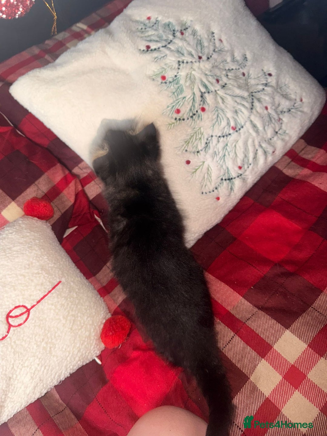 Mixed Breed cats for sale: Maine Coon cross tabby - Image 11