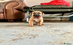Mixed Breed dogs for sale: F1 bullherder puppies  - Image 3