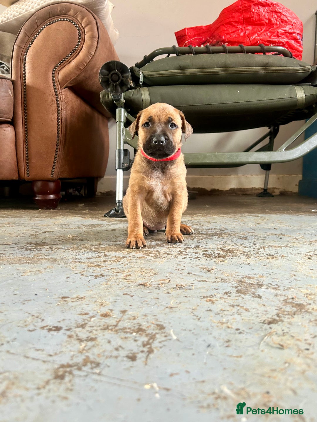Mixed Breed dogs for sale: F1 bullherder puppies  - Image 3