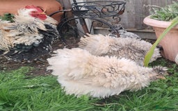 Chickens poultry for sale: Frazzler & silkie x pekin bantams - Image 2