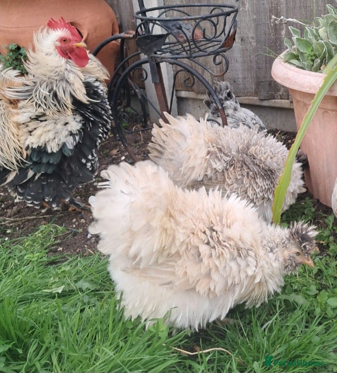 Chickens poultry for sale: Frazzler & silkie x pekin bantams - Image 2