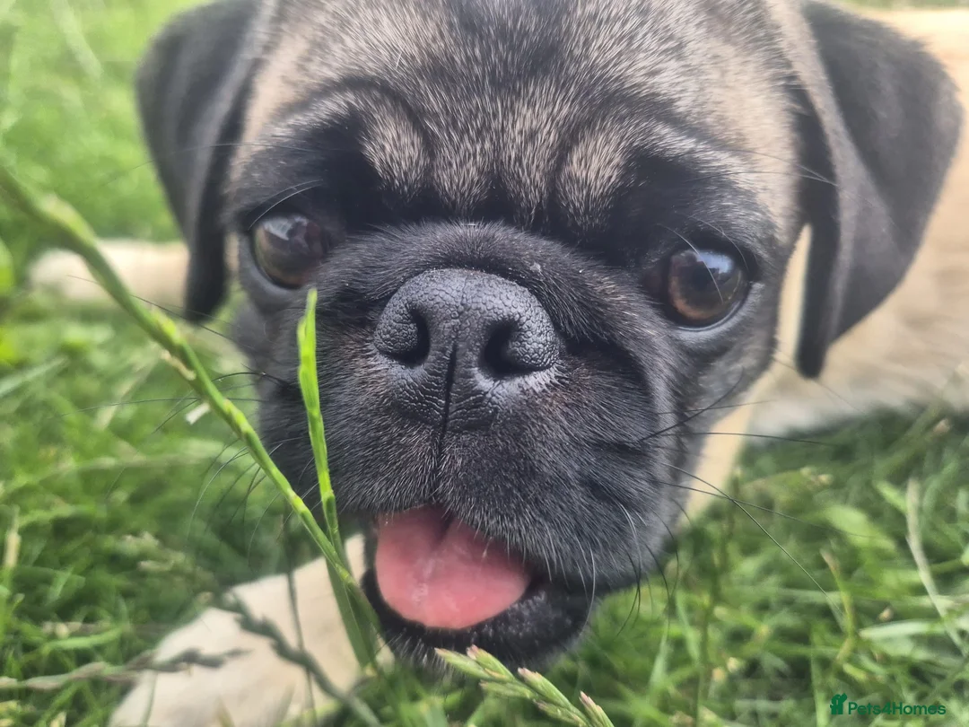Pug dogs for sale: DUKE THE PUG NEEDS A NEW HOME - Advert 3